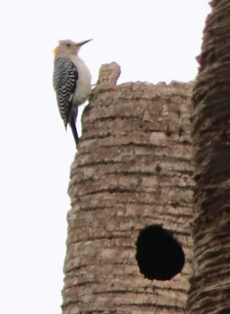 Golden-fronted Woodpecker - ML615524274