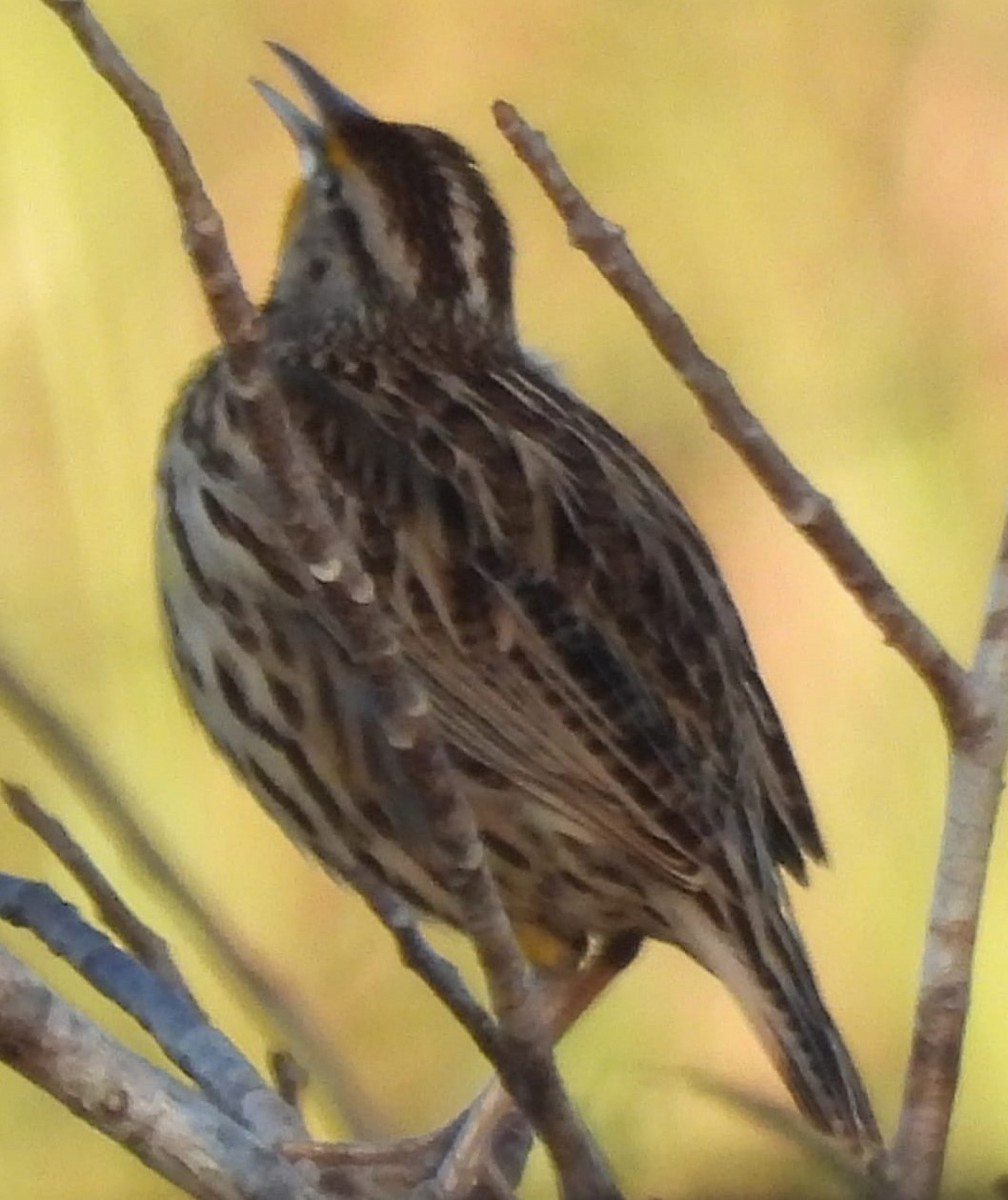 Eastern Meadowlark (Cuban) - ML615524278