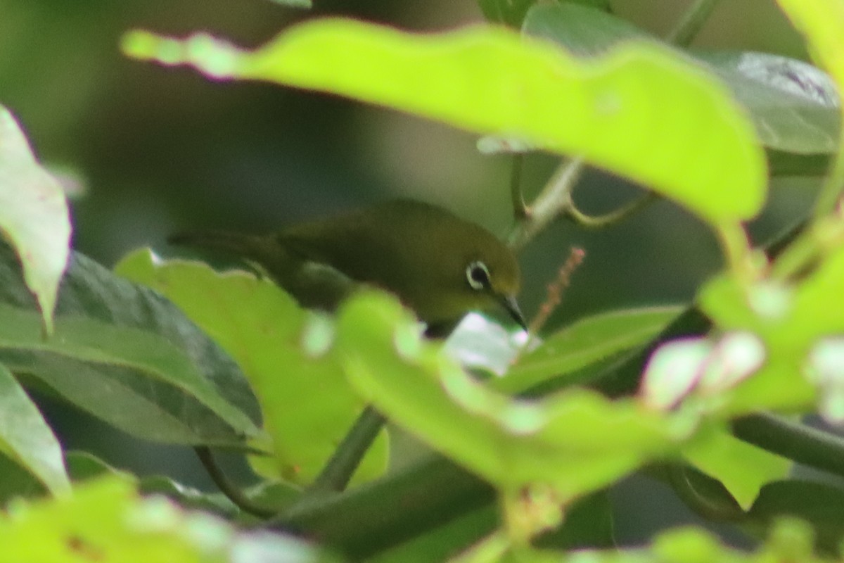 Yellowish White-eye - David Morrison