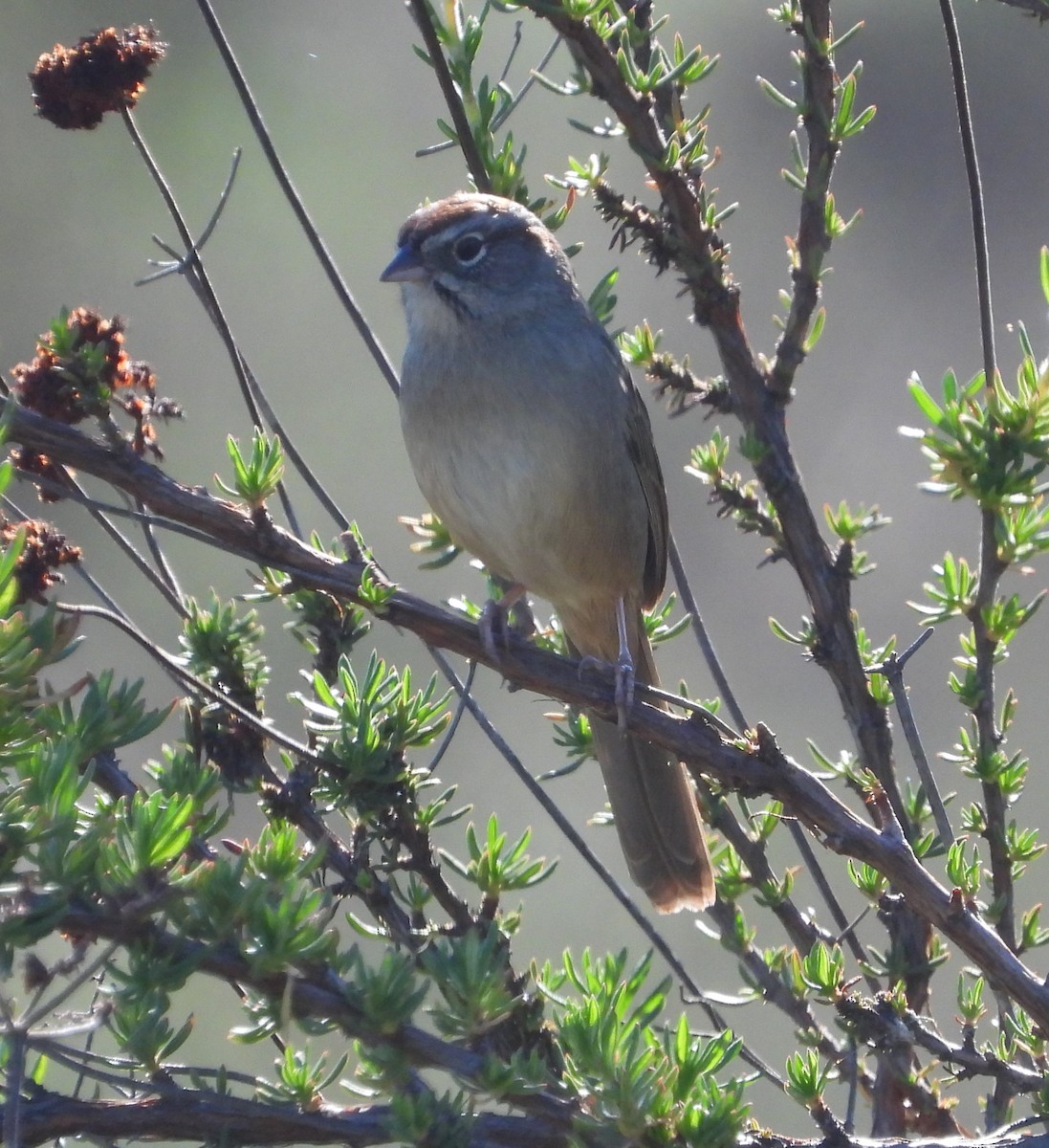 Rufous-crowned Sparrow - Jennifer Morrow