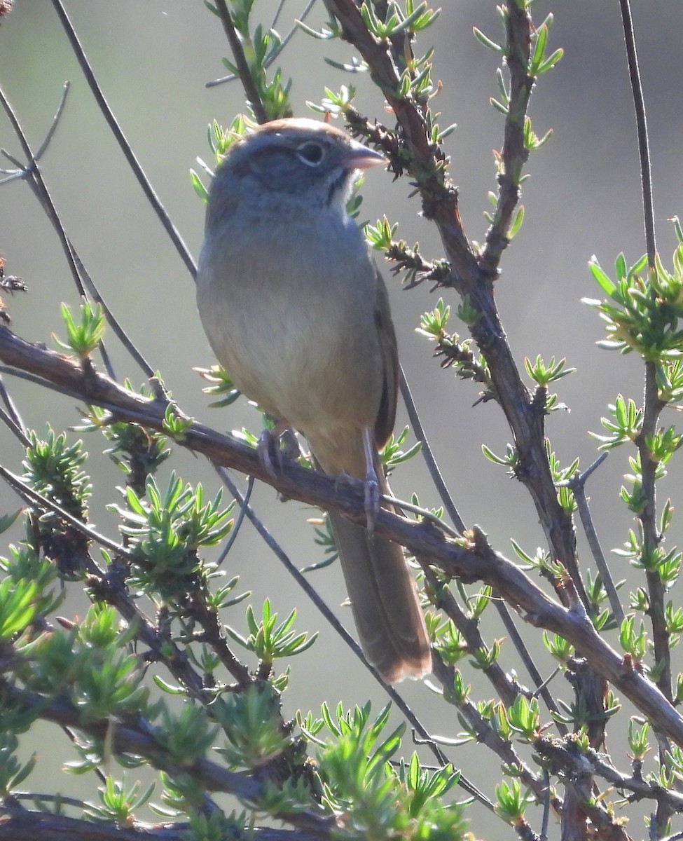 Rufous-crowned Sparrow - Jennifer Morrow