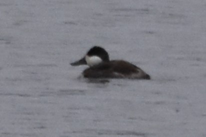 Ruddy Duck - ML615524476