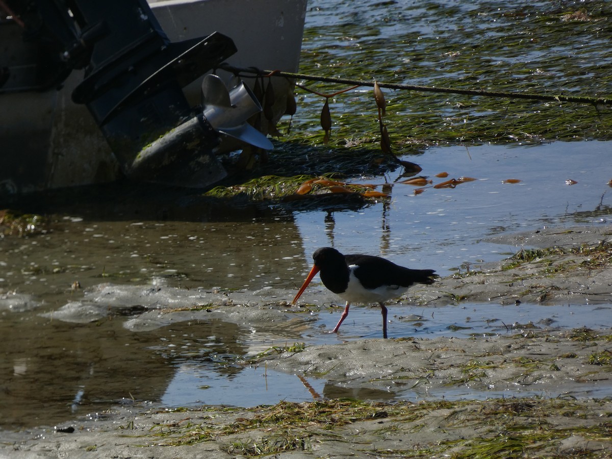 South Island Oystercatcher - ML615524496