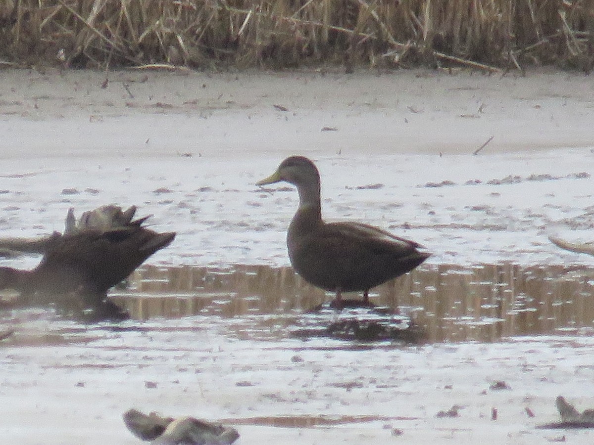 American Black Duck - ML615524510