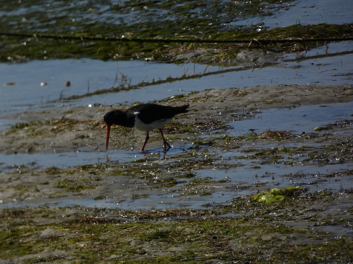 South Island Oystercatcher - ML615524518