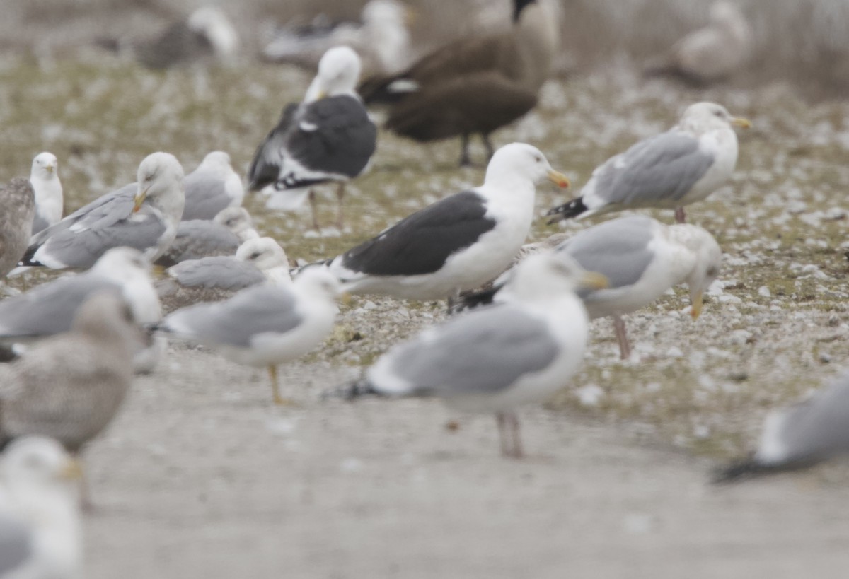 Great Black-backed Gull - ML615524533