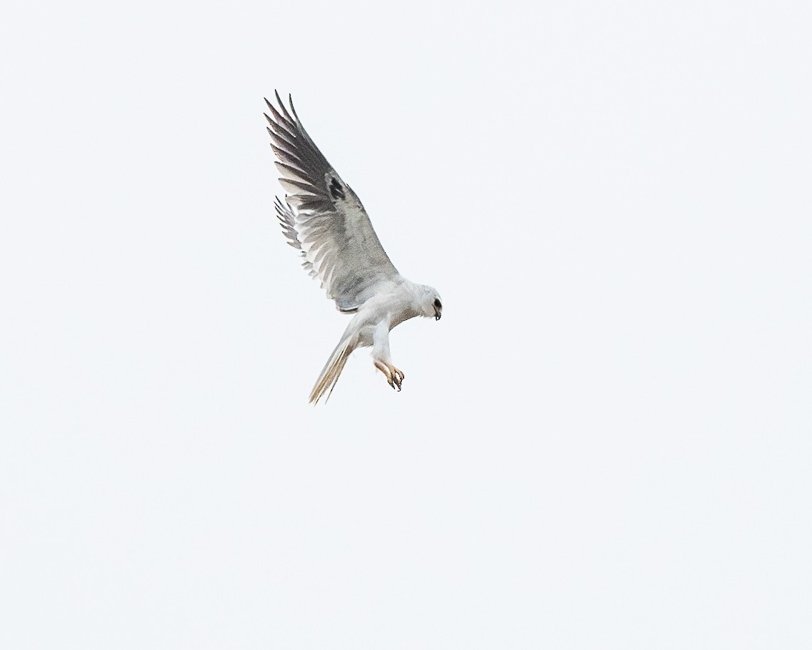 White-tailed Kite - ML615524726