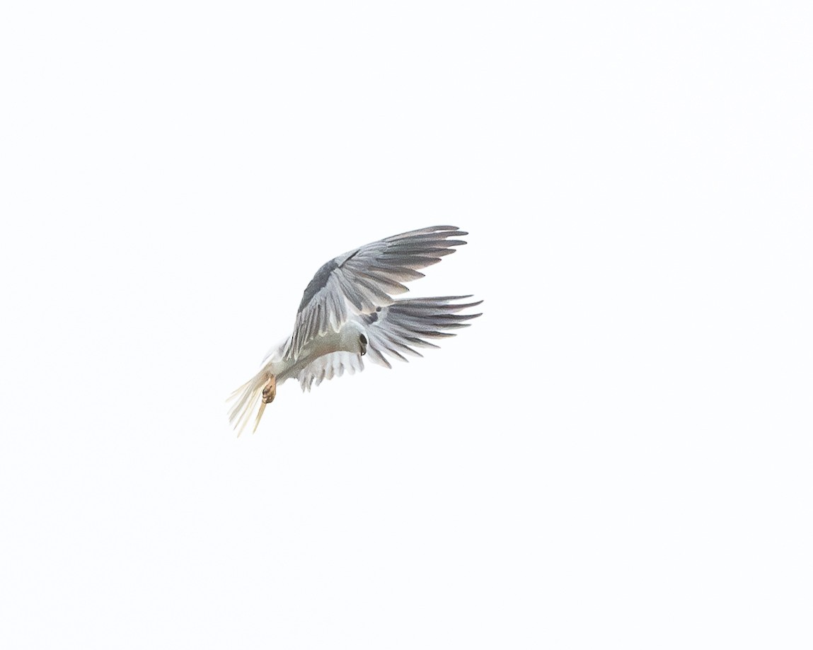 White-tailed Kite - ML615524727