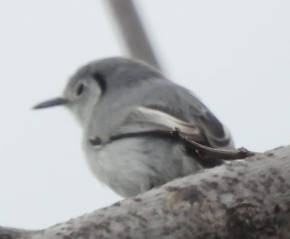 Cuban Gnatcatcher - ML615524754