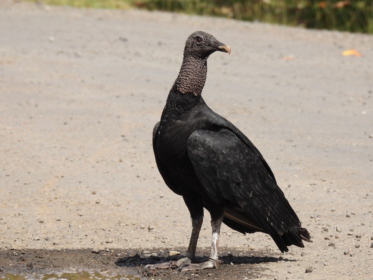 Black Vulture - ML615524792