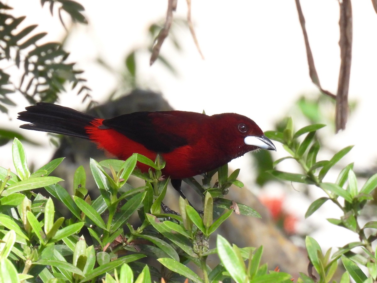 Crimson-backed Tanager - ML615524797