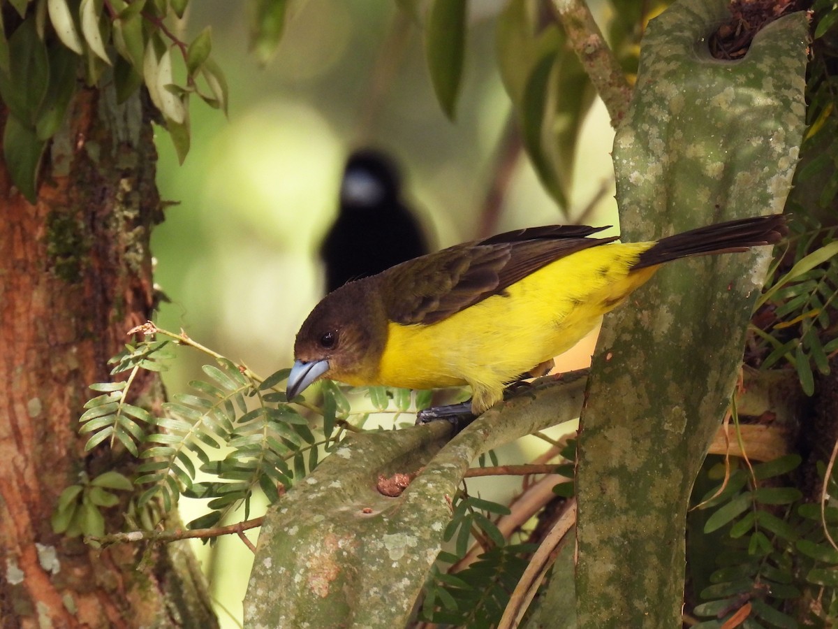 Flame-rumped Tanager - Teale Fristoe