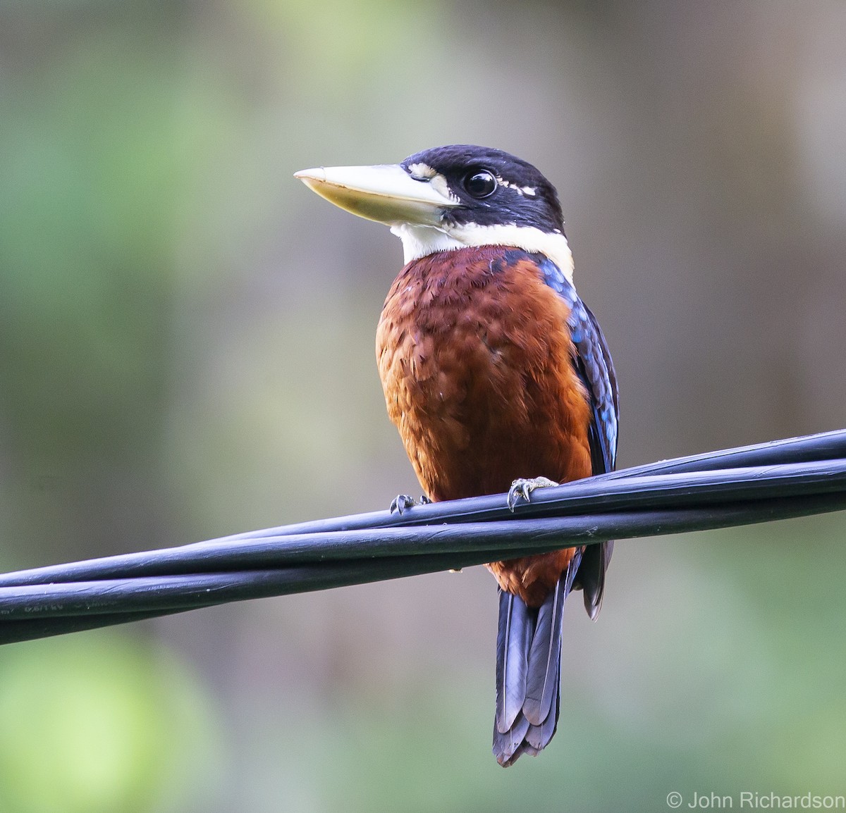 Rufous-bellied Kookaburra - John Richardson