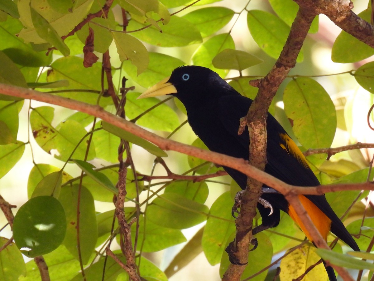 Yellow-rumped Cacique - ML615524830