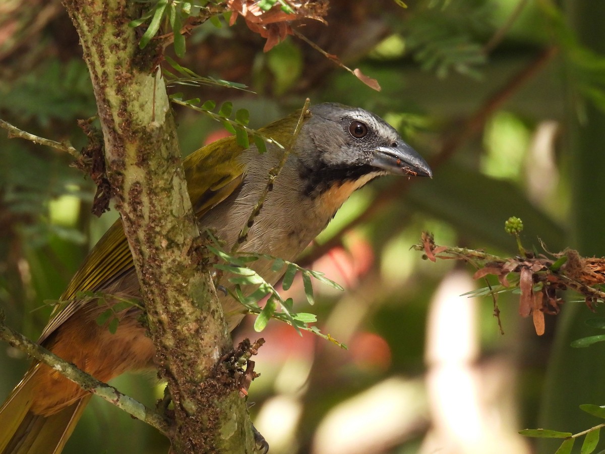 Buff-throated Saltator - ML615524834