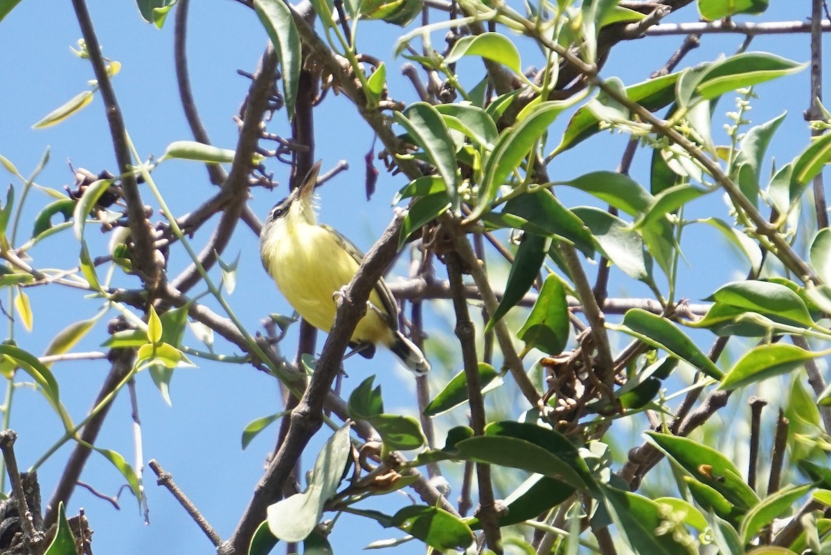 Maracaibo Tody-Flycatcher - Julio César Loyo