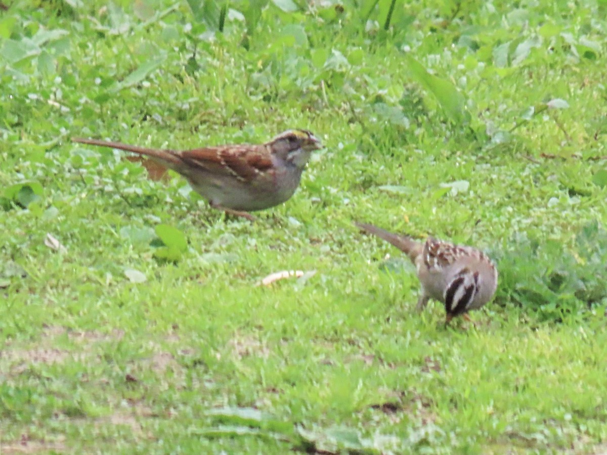 White-throated Sparrow - Edie Shaw