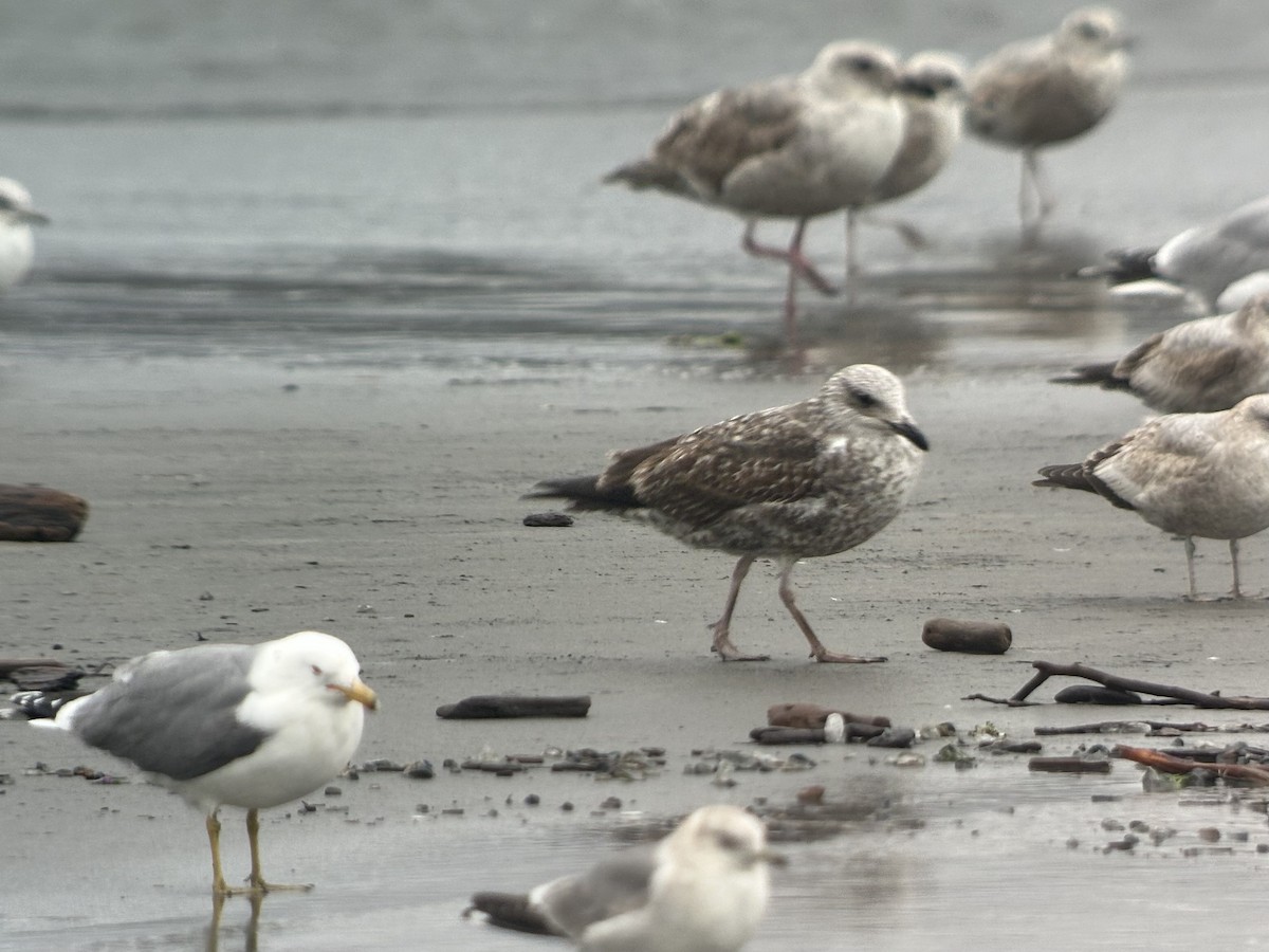 Lesser Black-backed Gull - Lucas Brug