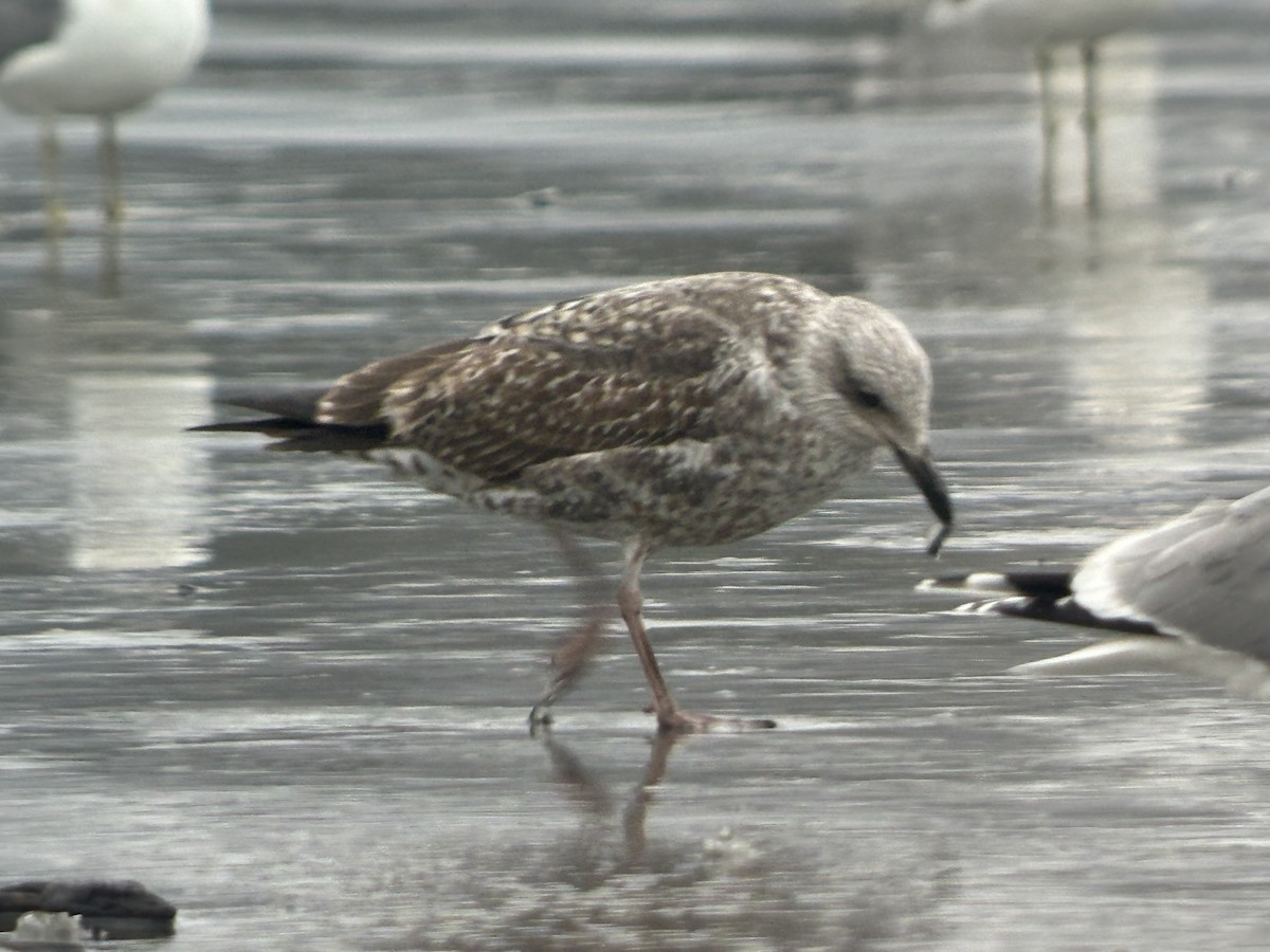 Lesser Black-backed Gull - Lucas Brug