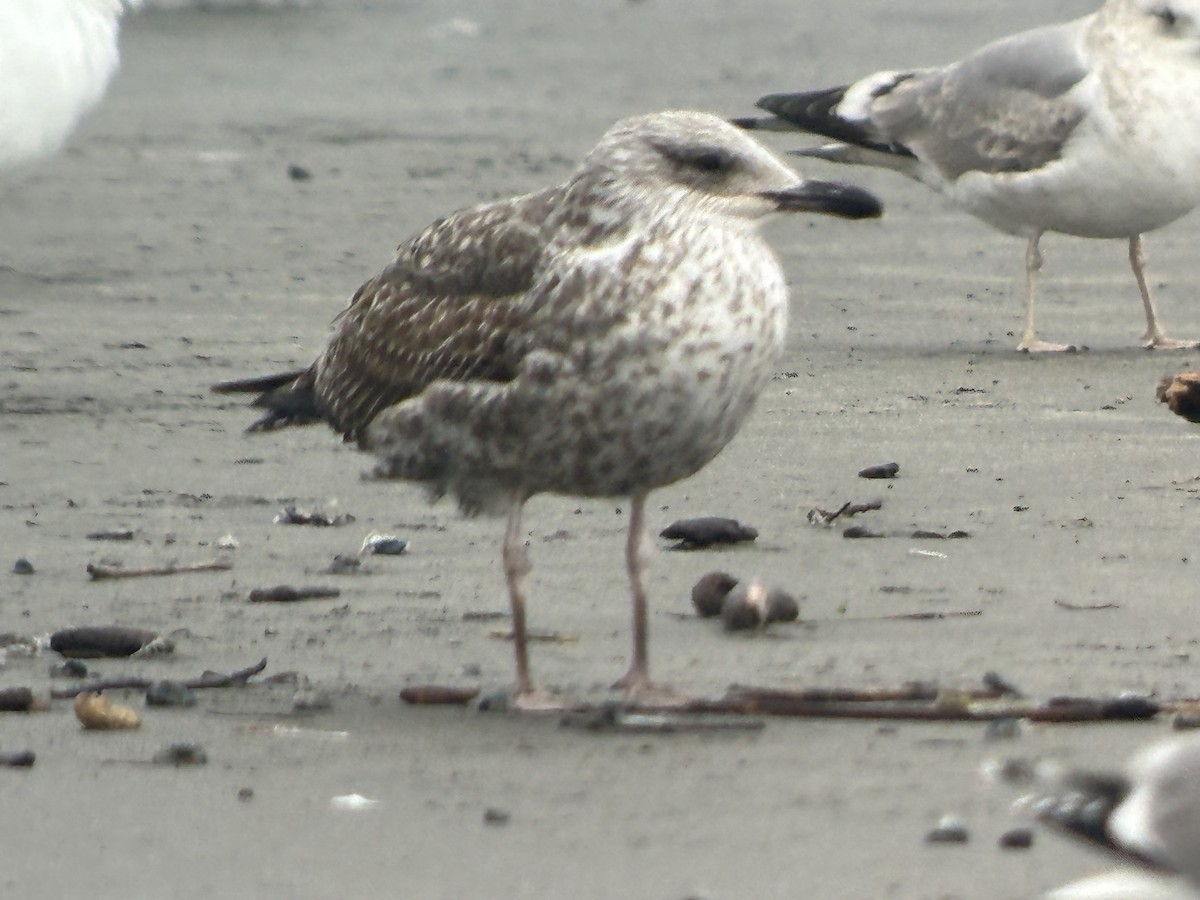 Lesser Black-backed Gull - ML615525029