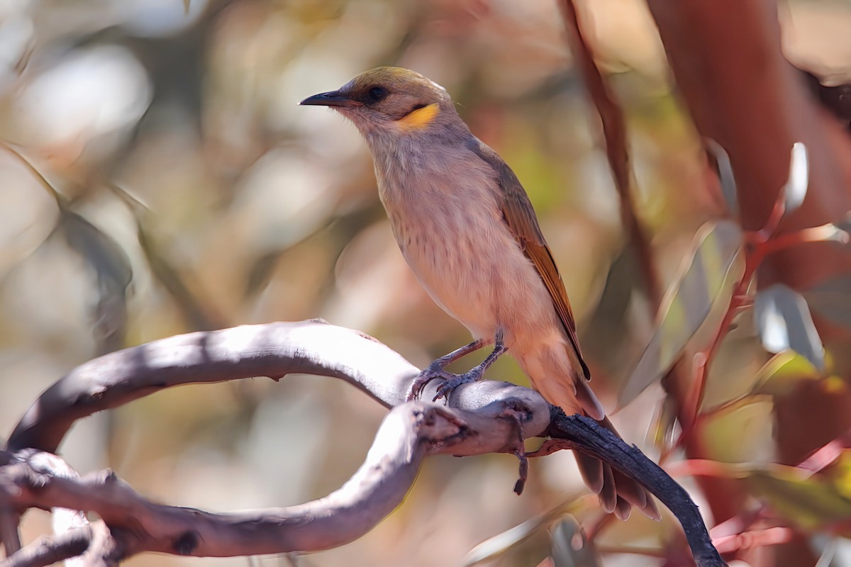 Gray-fronted Honeyeater - ML615525148