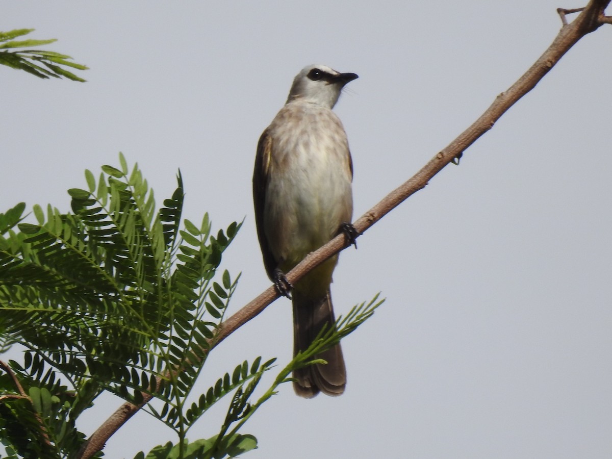 Yellow-vented Bulbul - ML615525157