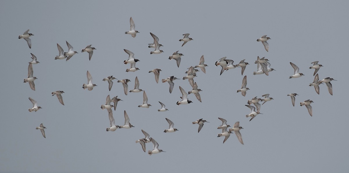 Terek Sandpiper - SAPTARSHI MUKHERJEE