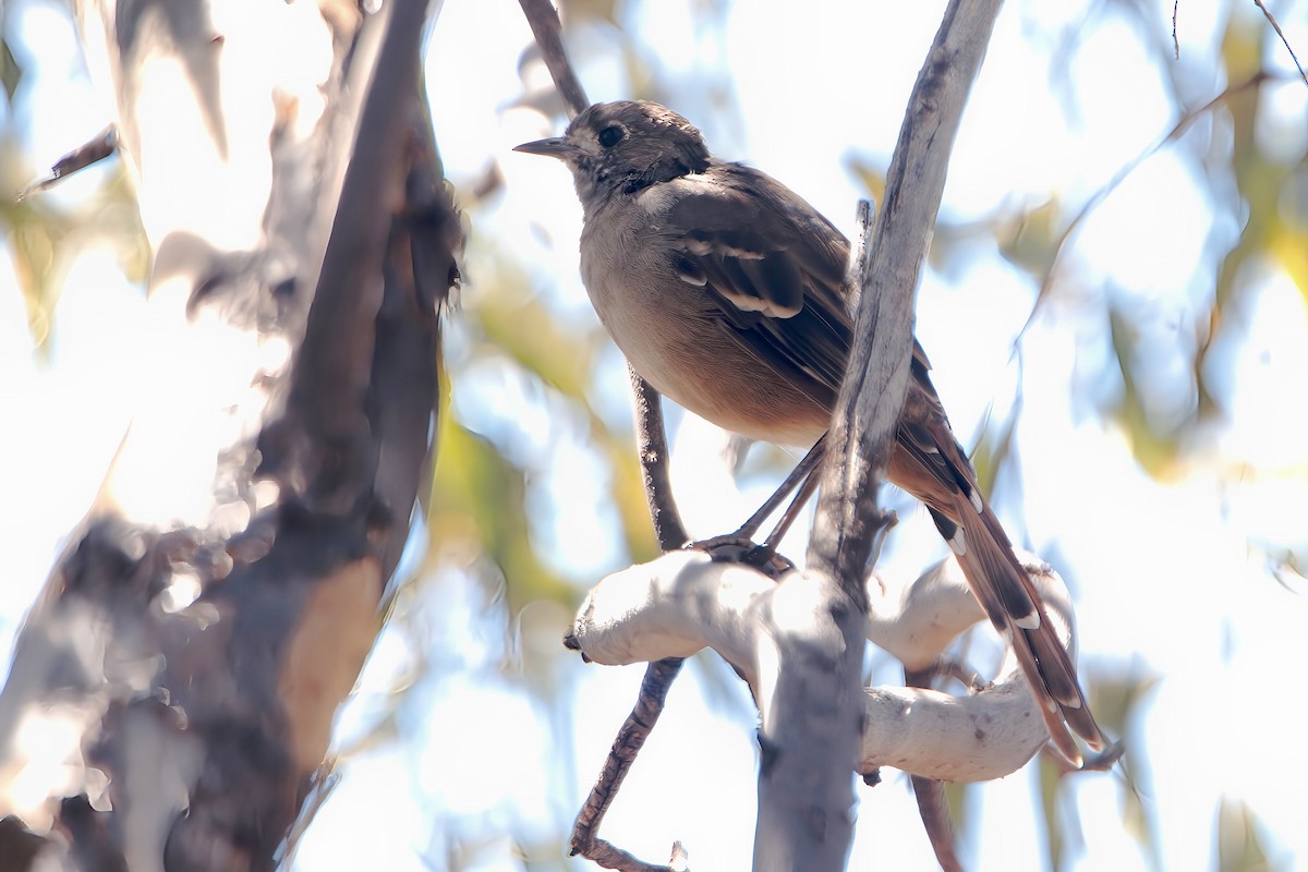 Southern Scrub-Robin - ML615525215