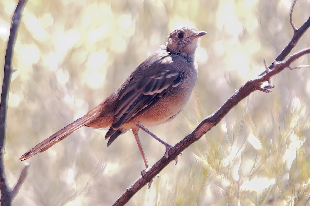 Southern Scrub-Robin - ML615525216