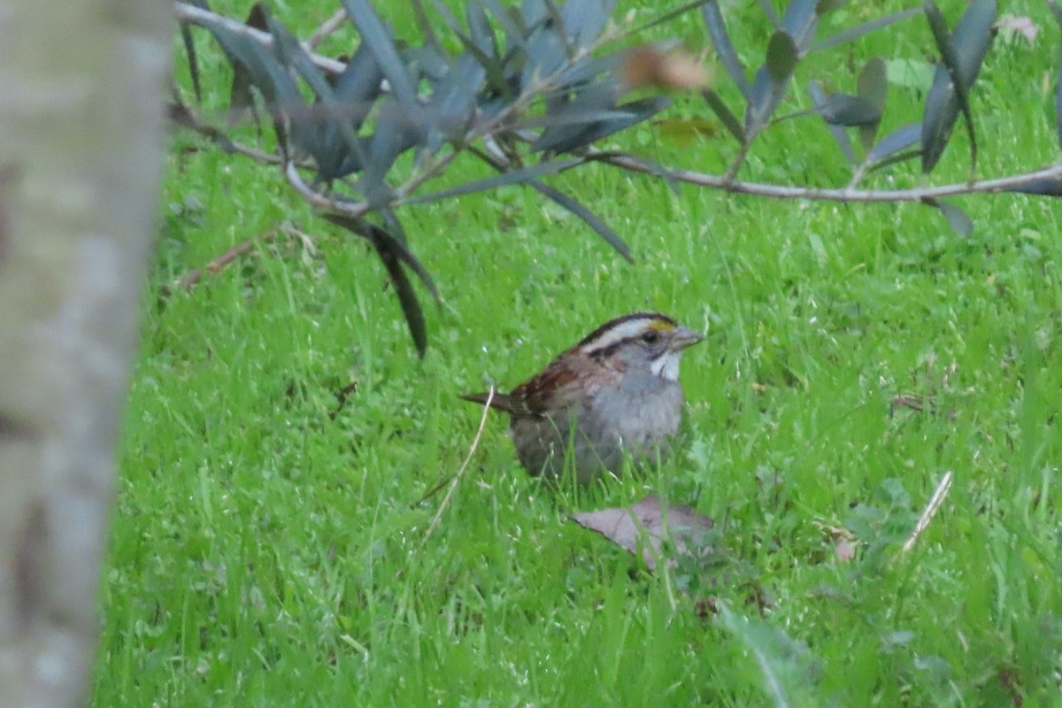 White-throated Sparrow - Rita Phillips