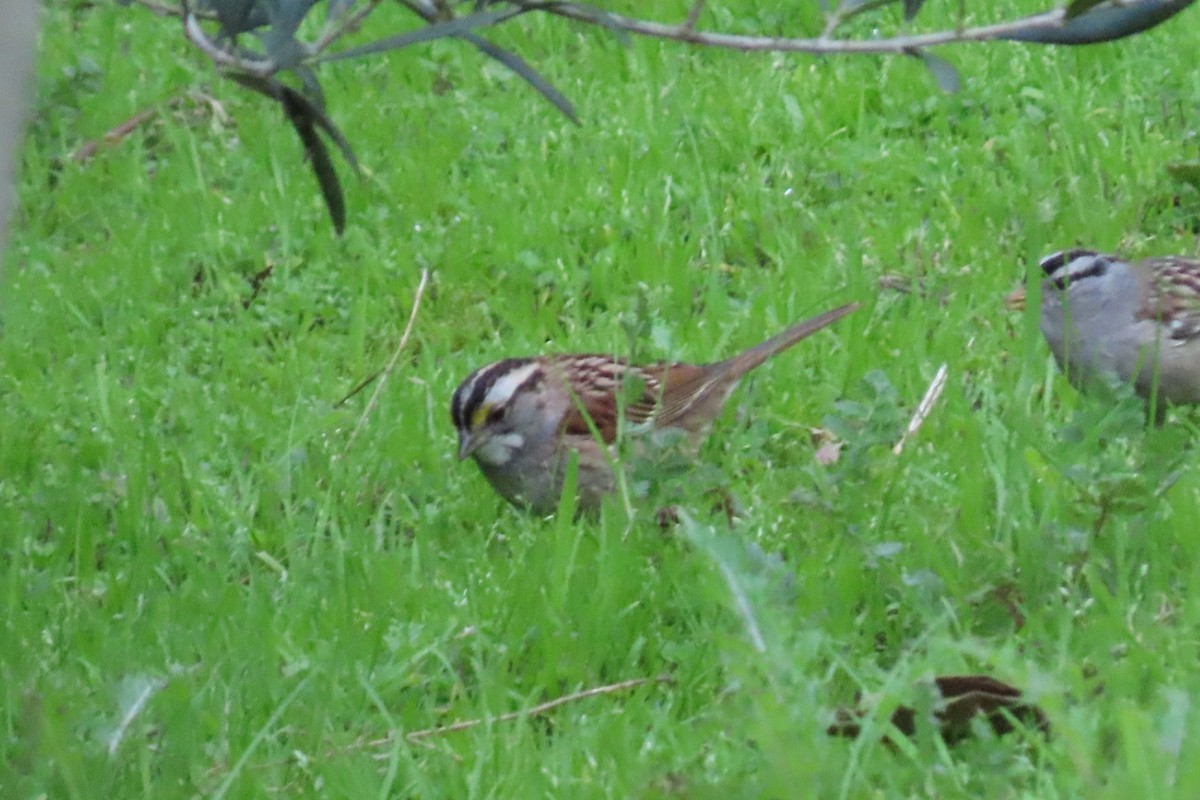 White-throated Sparrow - Rita Phillips