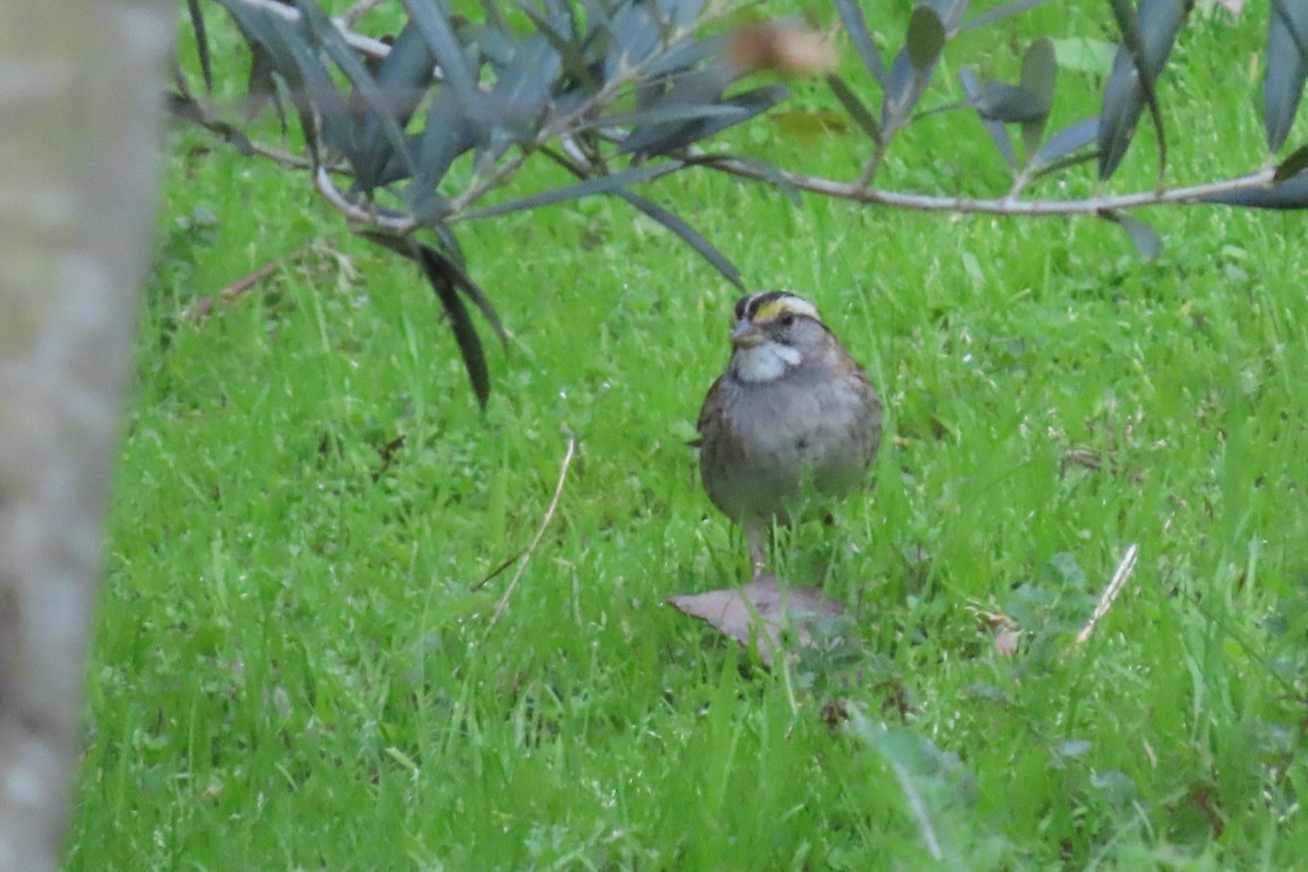 White-throated Sparrow - Rita Phillips