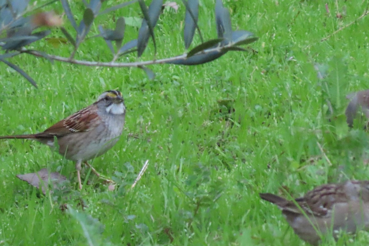 White-throated Sparrow - Rita Phillips