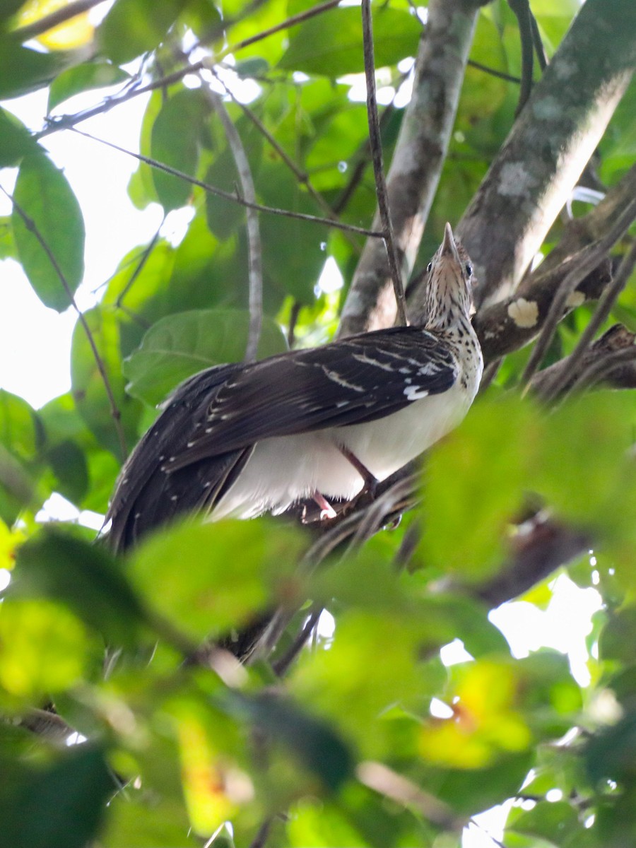 Pheasant Cuckoo - Isaias Morataya