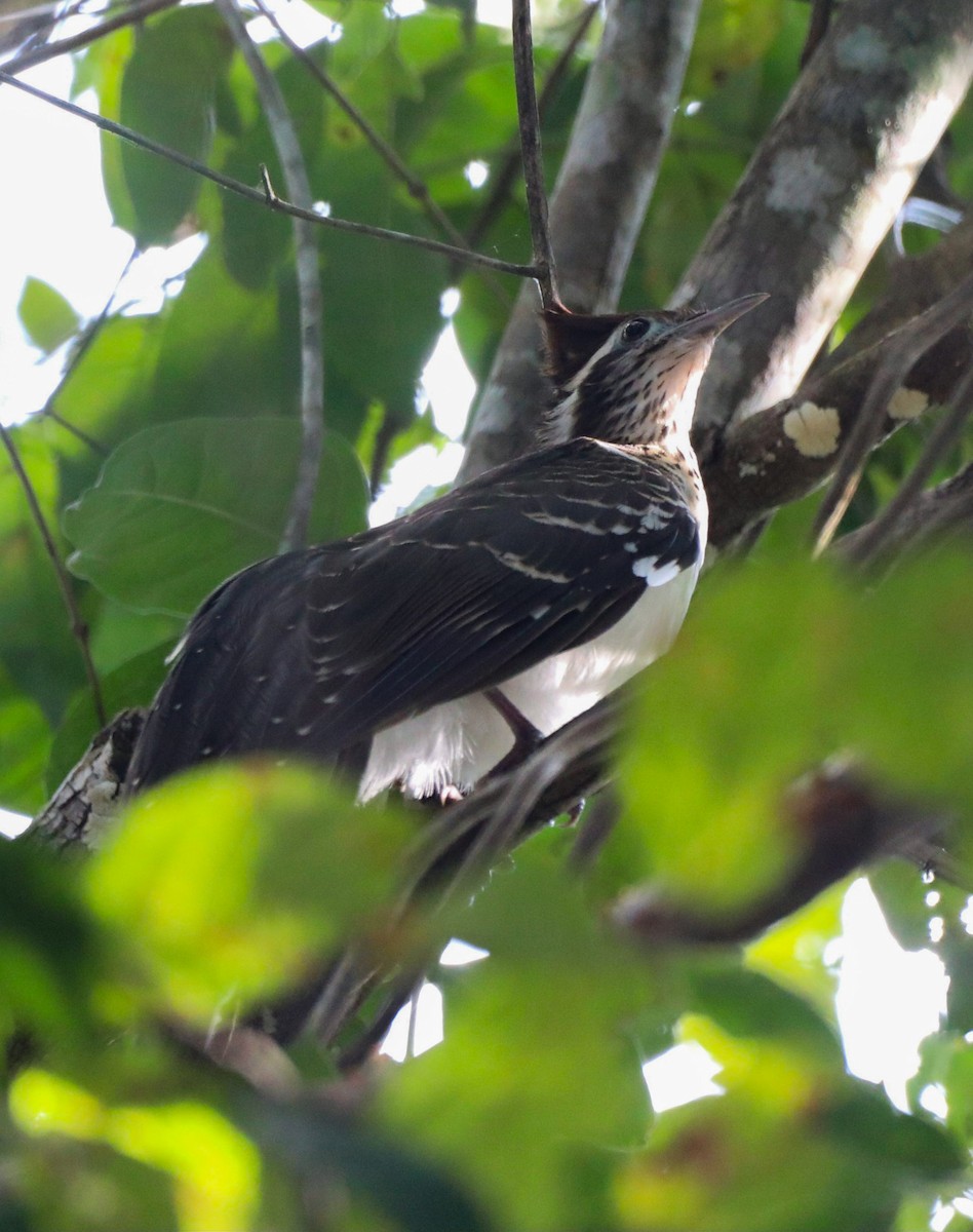 Pheasant Cuckoo - Isaias Morataya