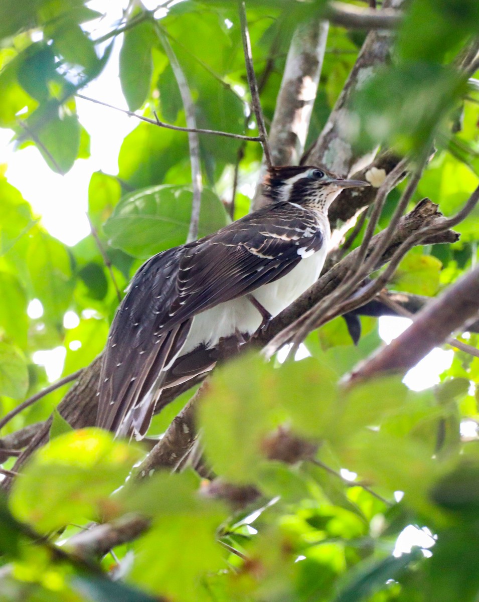 Pheasant Cuckoo - Isaias Morataya