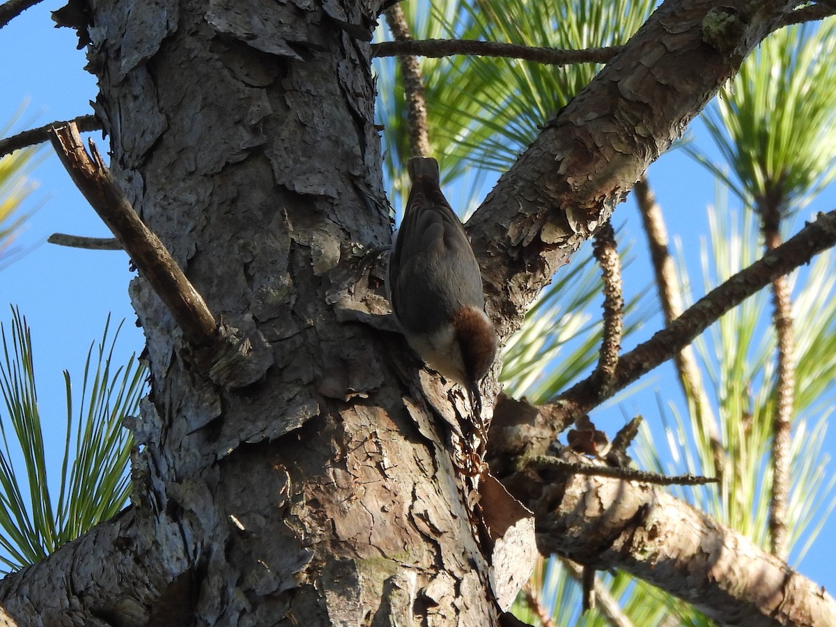 Brown-headed Nuthatch - ML615525417