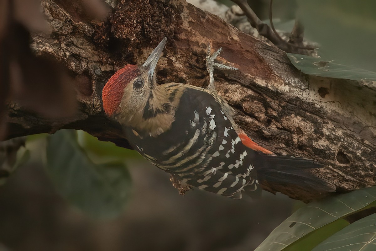 Fulvous-breasted Woodpecker - Prolay Kundu