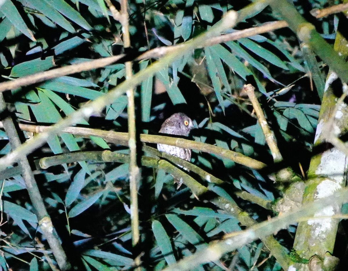 Mindanao Scops-Owl - ML615525520