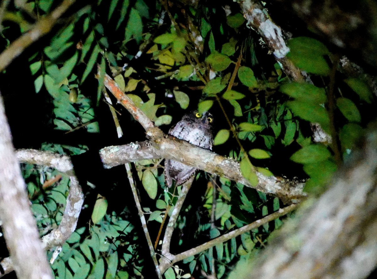 Mindanao Scops-Owl - ML615525523