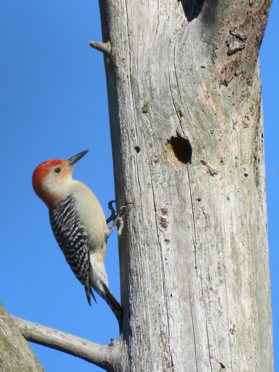 Red-bellied Woodpecker - Tracee Fugate