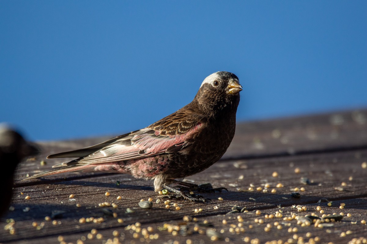 Black Rosy-Finch - ML615525637