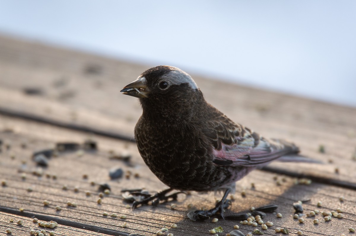 Black Rosy-Finch - ML615525638