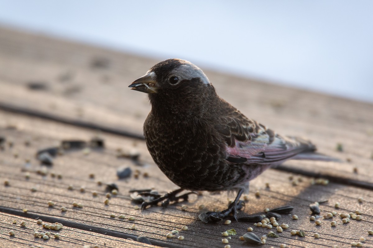 Black Rosy-Finch - ML615525639