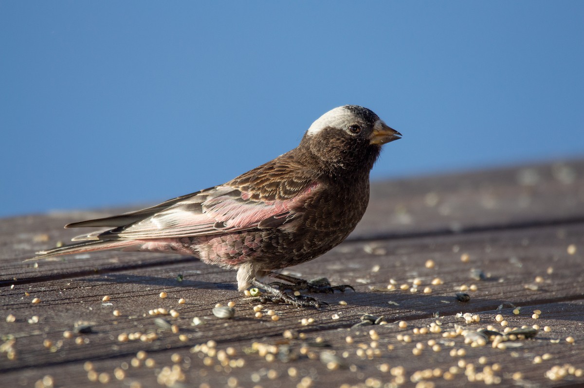 Black Rosy-Finch - ML615525640