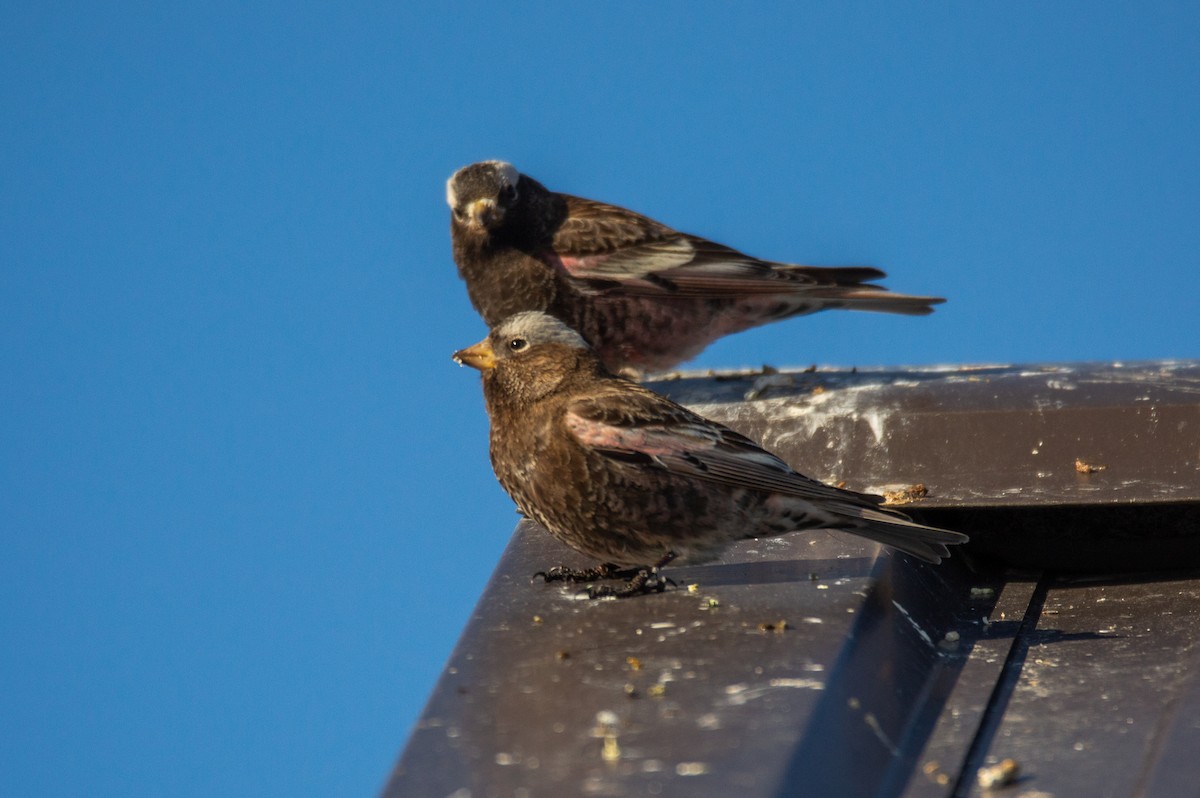 Black Rosy-Finch - ML615525641