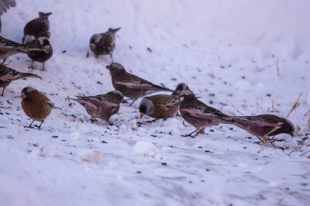 Black Rosy-Finch - Joe Tuvell