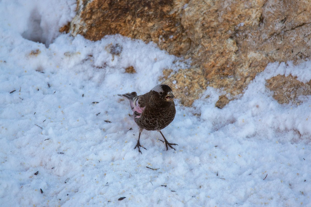 Black Rosy-Finch - ML615525645