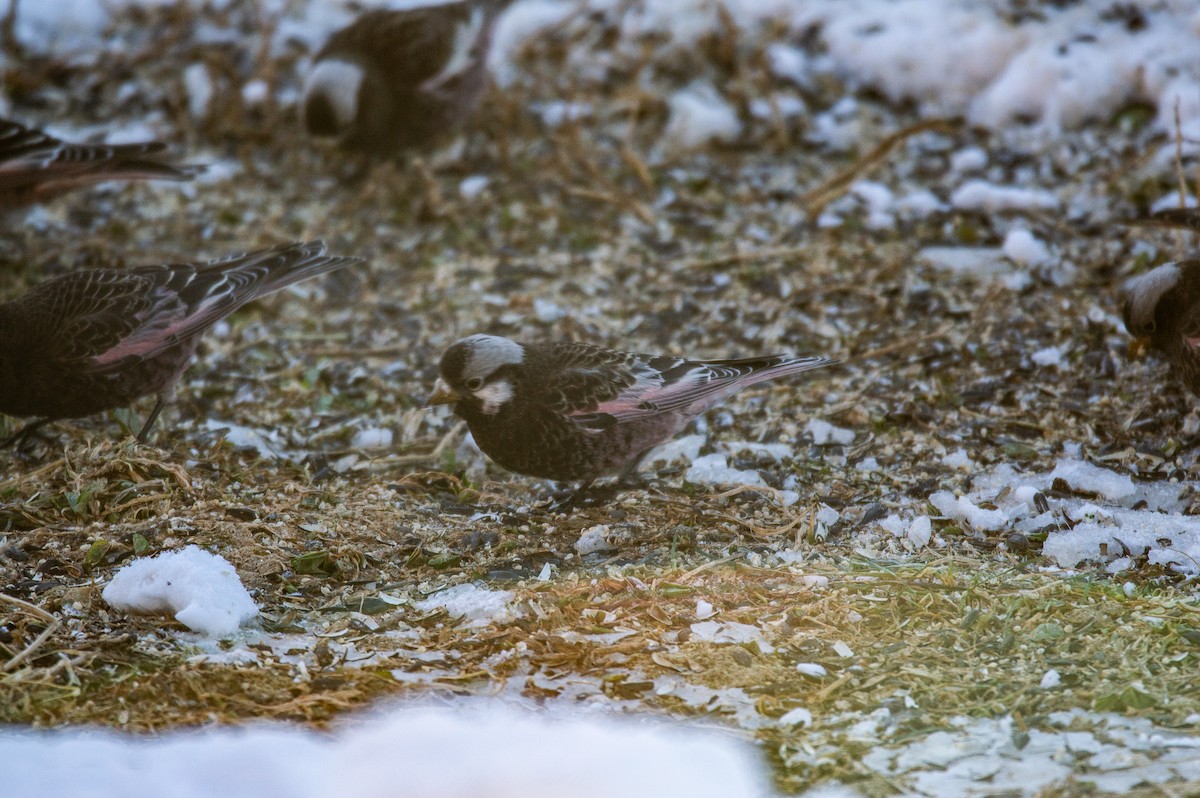 Black Rosy-Finch - ML615525646