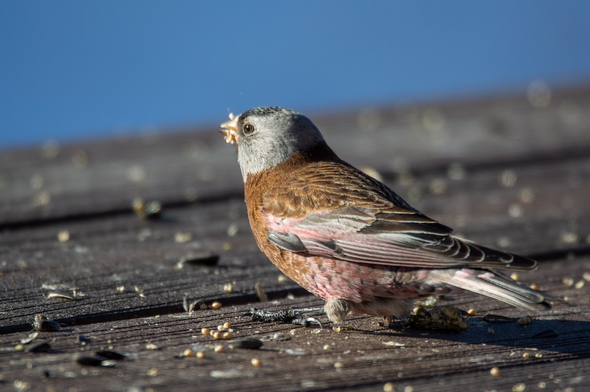 Gray-crowned Rosy-Finch (Hepburn's) - Joe Tuvell